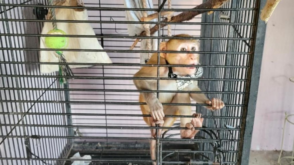  Tres arrestados en Toa Alta tras allanamiento; ocupan animales ex&oacute;ticos y armas de fuego 