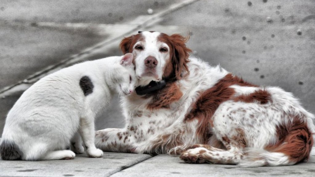 Someten proyecto para resolver asunto de perros y gatos abandonados en Salinas 