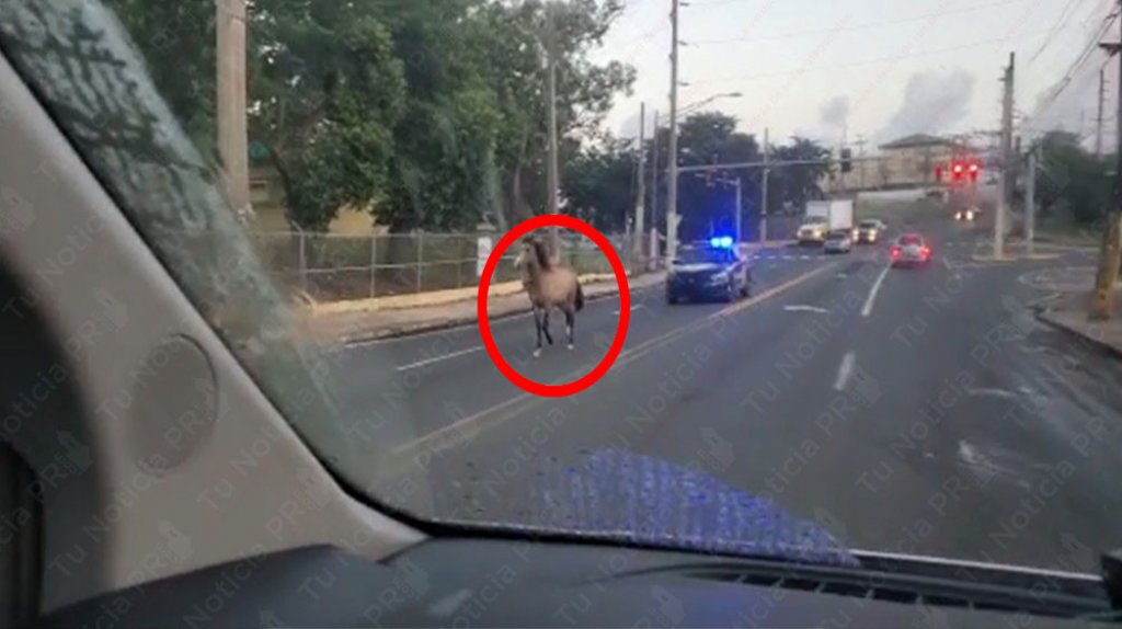  Captan en video persecuci&oacute;n polic&iacute;aca a un caballo en Bayam&oacute;n 
