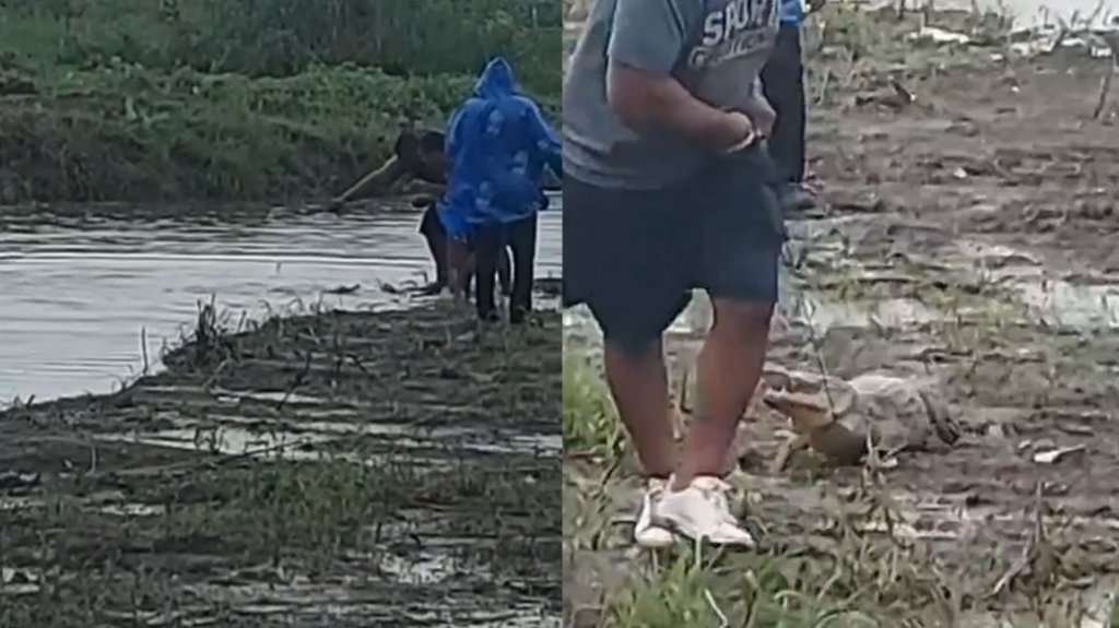  Video: Jóvenes atrapan un caimán en Rio Grande 