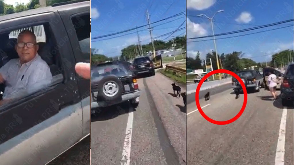  Video: &ldquo;Lo Mangaron&rdquo; abandonando dos perritos en Toa Baja 