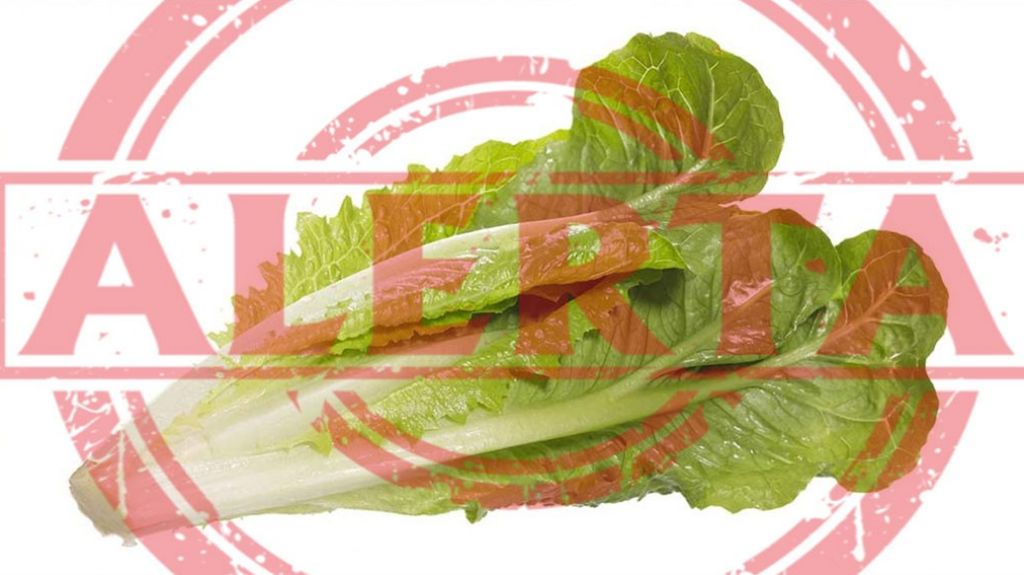  Alerta: Gobierno Federal pide eliminar lechuga romana cortada por brote de E. coli 