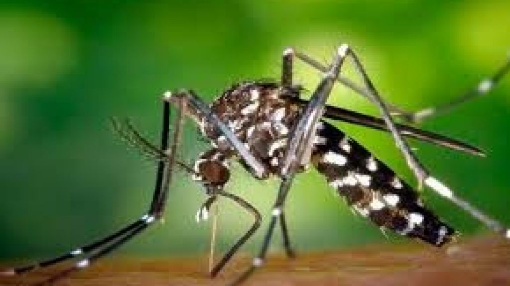  Vea video: Investigadores descubren fragmento interno del virus del dengue que frena la replicaci&oacute;n 