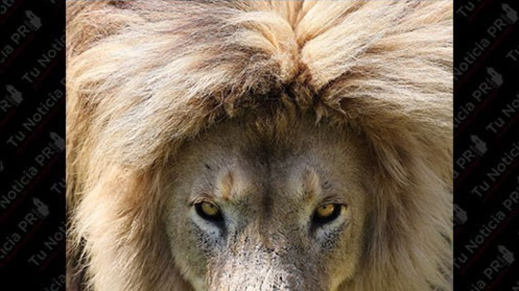  Un le&oacute;n mata a una joven cuidadora que limpiaba el recinto del animal 