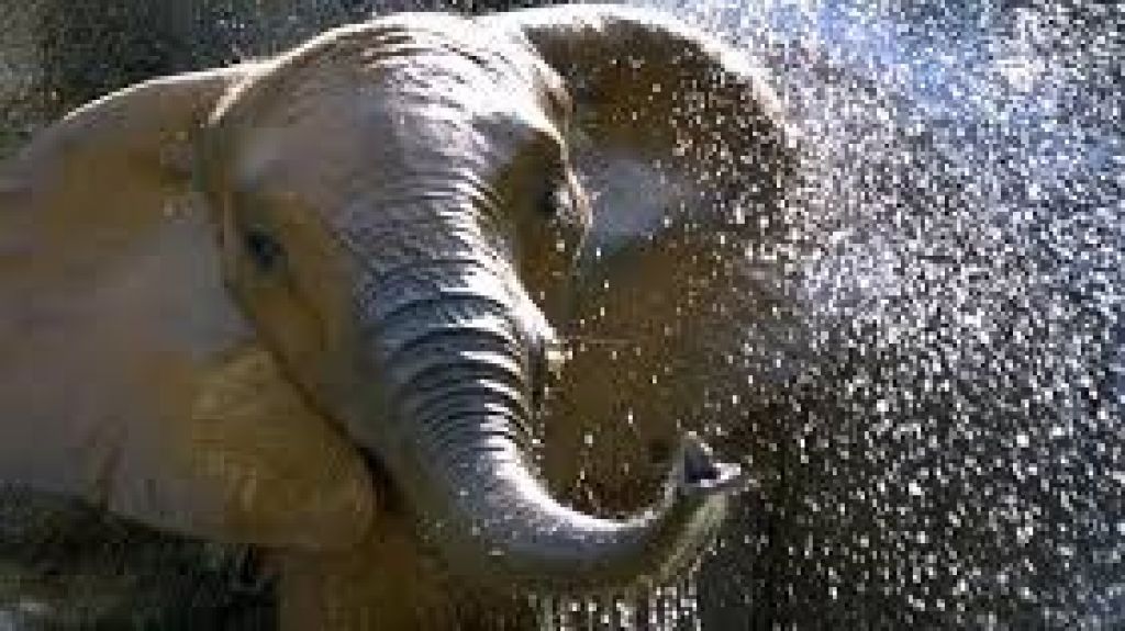  Recomiendan una APP para operar el zool&oacute;gico de Mayag&uuml;ez 