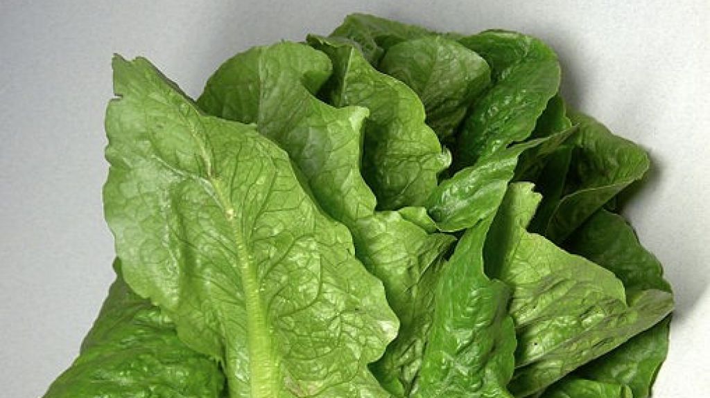  Advierten sobre brote de E.coli en lechuga romana proveniente de California 