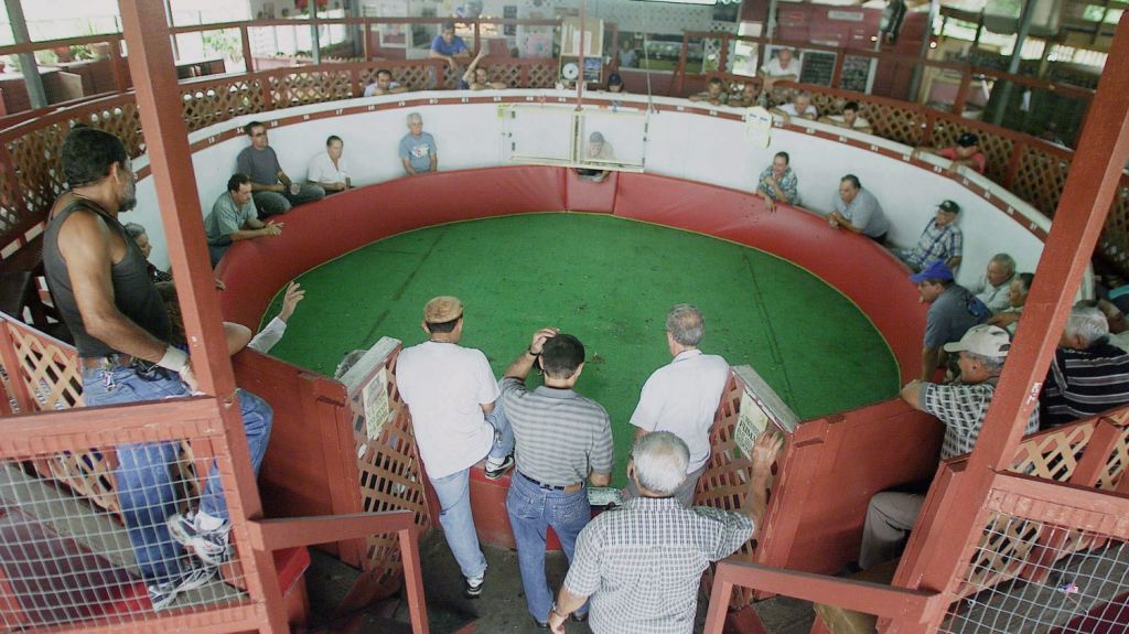  La prohibici&oacute;n de peleas de gallos provocar&aacute; p&eacute;rdidas millonarias 