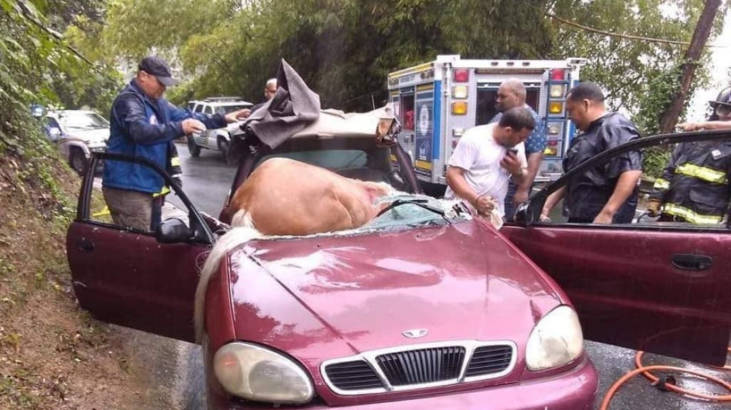  Video del momento en que un caballo en Guaynabo qued&oacute; dentro de un auto 