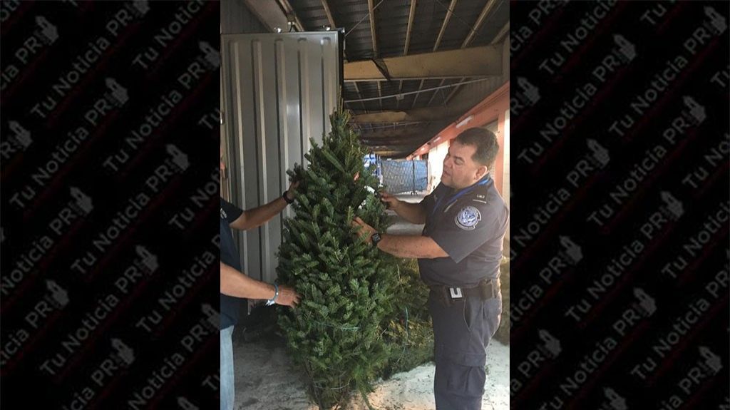  CBP inspeccion&oacute; &aacute;rboles de navidad y detect&oacute; plagas 