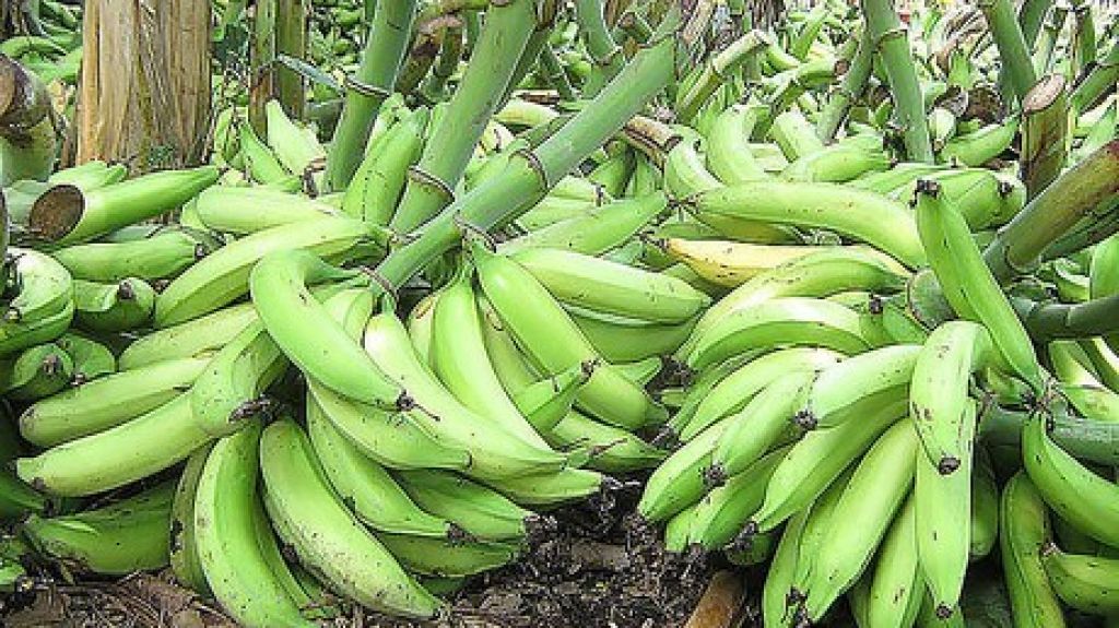  Roban pl&aacute;tanos de finca en Maunabo 