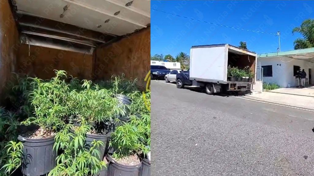  Arrestan a un hombre con un invernadero de marihuana en Moca 