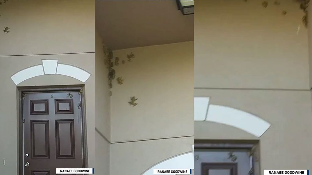  Video: Plaga de ranas invaden residencia de Florida 