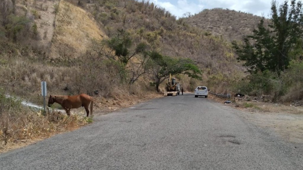  Fotos: Un caballo muerto y otro herido luego que alguien les disparara en Coamo 