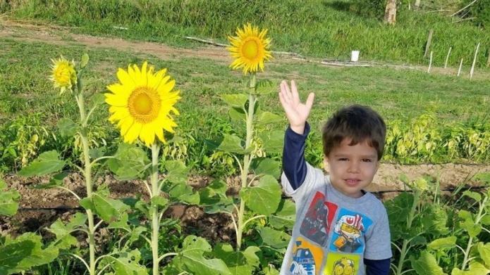 Chinchorreo para sembrar semillas de Ã¡rboles de sombra