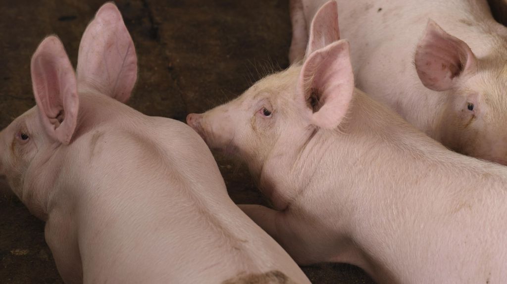 Aseguran que hay suficientes cerdos para esta Navidad