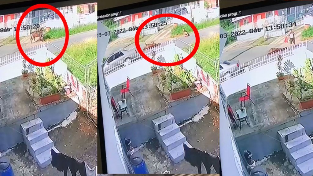  En video momento en que un veh&iacute;culo impacta a hombre que viajaba en Caballo en Puerto Rico 