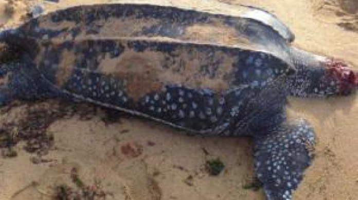 Secretaria del DRNA califica de atroz 
la matanza de una tortuga marina 
