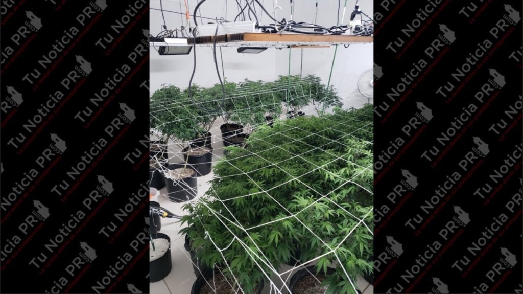  Autoridades ocupan invernadero de marihuana durante allanamiento 