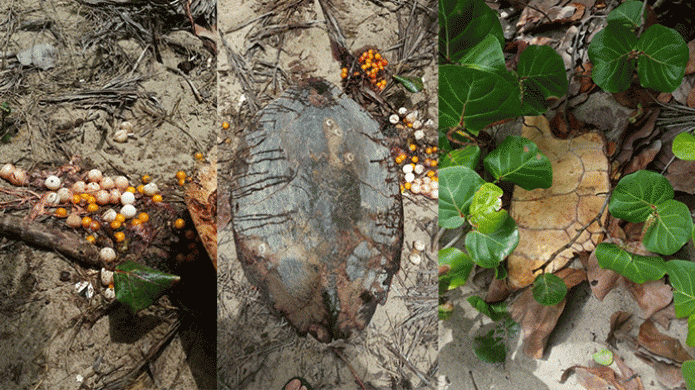 Matan tortuga de carey en playa de Humacao