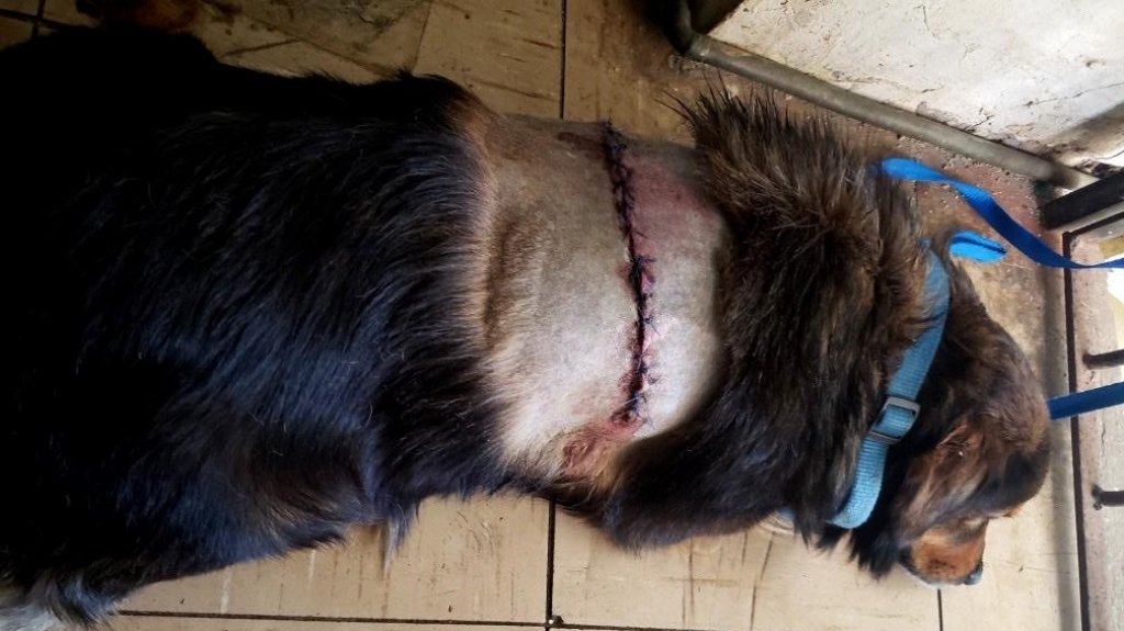  Denuncian ataque contra un perro en Yauco 