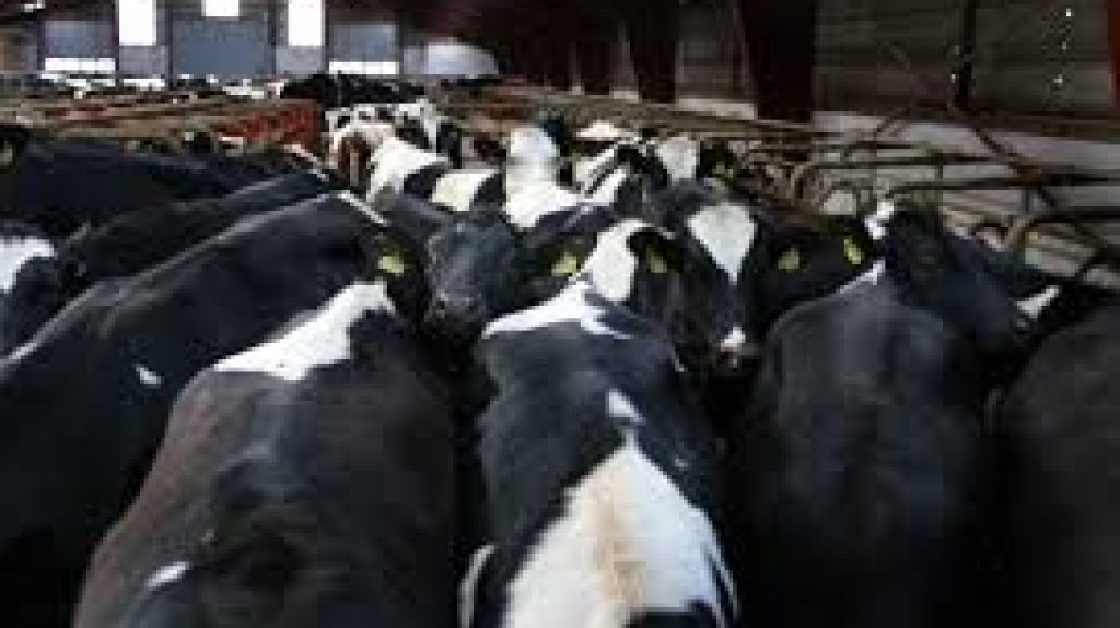  &iquest;Ser&aacute; mejor la leche de vacas criollas versus la de las importadas? 