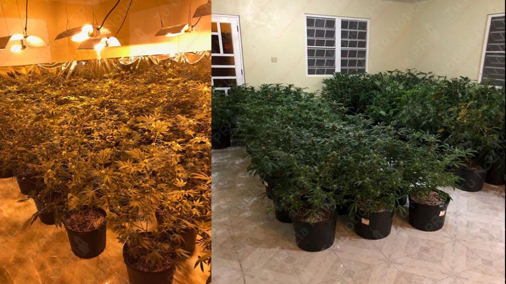  Video: Ocupan invernadero de marihuana en Guayama 