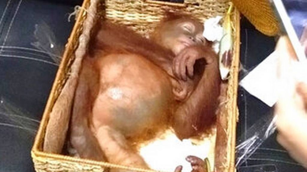  Vea video: La polic&iacute;a indonesia halla un orangut&aacute;n en una maleta en el aeropuerto de Bali 