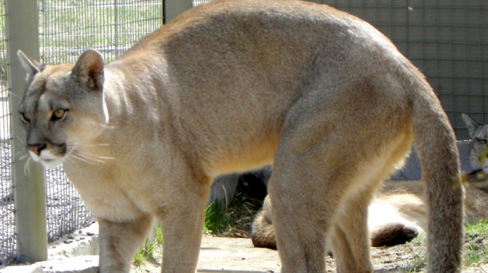 CÃ¡mara de Representantes investigarÃ¡ muerte de animales en el zoolÃ³gico de MayagÃ¼ez