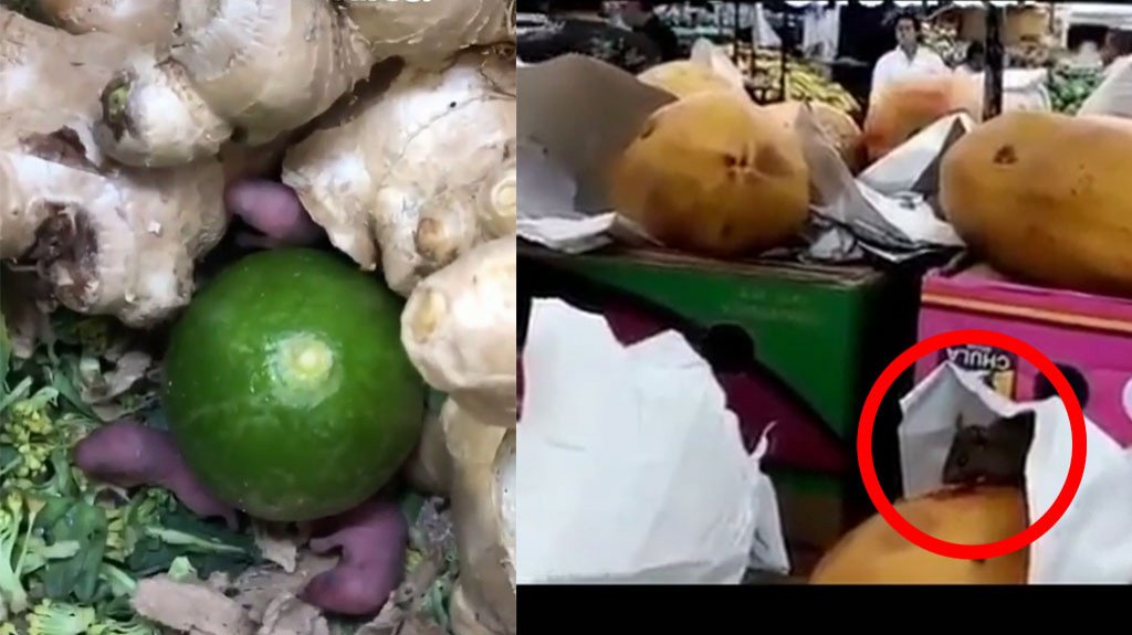  Captan en video ratones recién nacidos entre verduras de un supermercado 