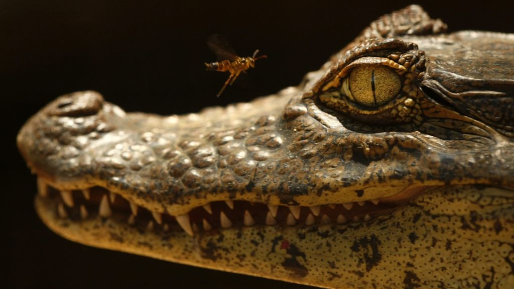  Matrimonio encuentra un caim&aacute;n en la piscina de su casa de Sarasota 