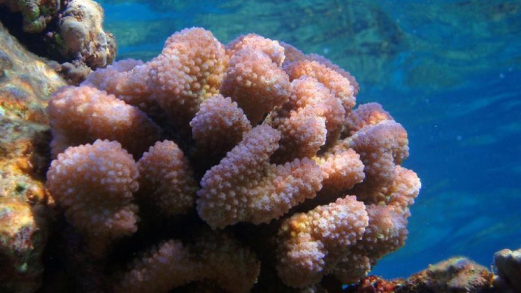  Puerto Rico busca la forma de frenar la p&eacute;rdida de tejido del coral duro 