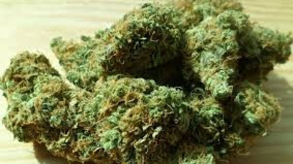  Preocupados los pacientes de Cannabis Medicinal por Carta Circular 