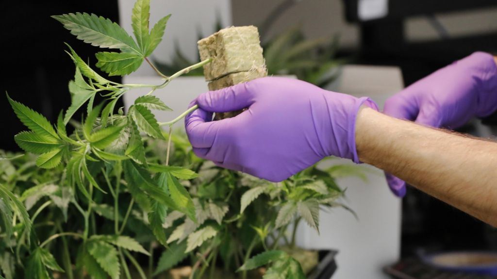  Fabricante de la cerveza Corona apuesta 4.000 millones al futuro del cannabis 