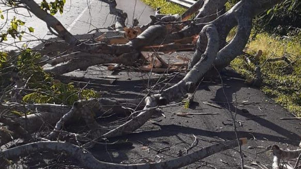  Cae un &aacute;rbol y obstruye el paso en la carretera PR 1 en Caguas 