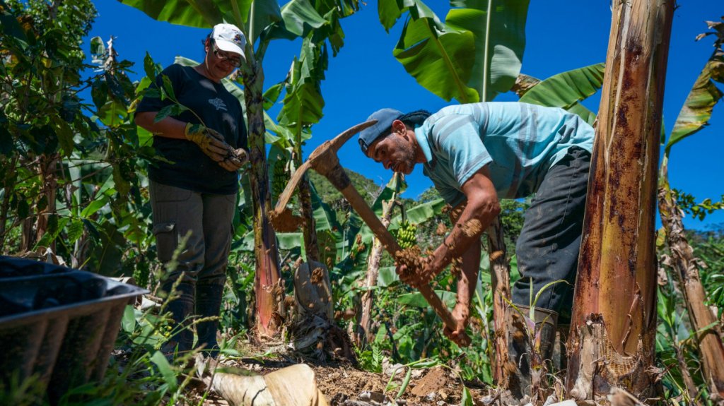  Buscan garantizar subsidio salarial para los agricultores mediante ley 