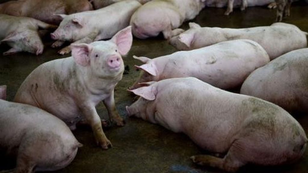  "Cacos" se roban 100 cerdos de una porqueriza en Corozal 