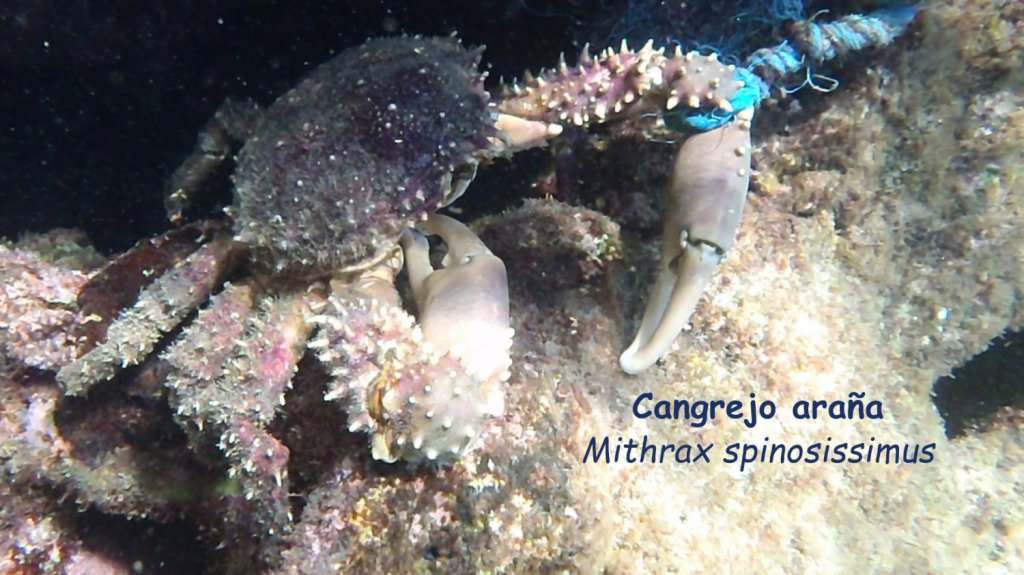  Buscan a 600 voluntarios para limpieza de 15 fondos marinos y arrecifes de la Isla 