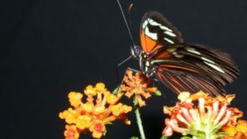  Otorgan cuatro millones de d&oacute;lares a profesor de la UPR para investigaci&oacute;n de mariposas tropicales &nbsp; 