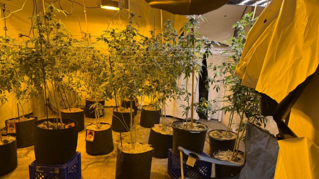  Fotos: Ocupan invernadero de Marihuana en Arecibo 