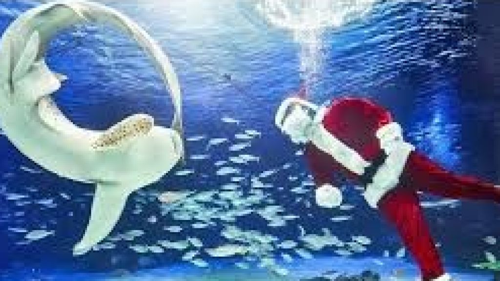  Vea video: Pap&aacute; Noel se sumerge en el acuario Sunshine Aquarium de Tokio 