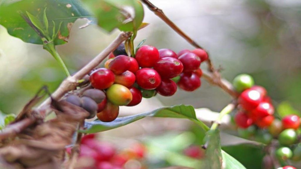  Asociaci&oacute;n de Agricultores reacciona iniciativa importaci&oacute;n de semillas de caf&eacute; 