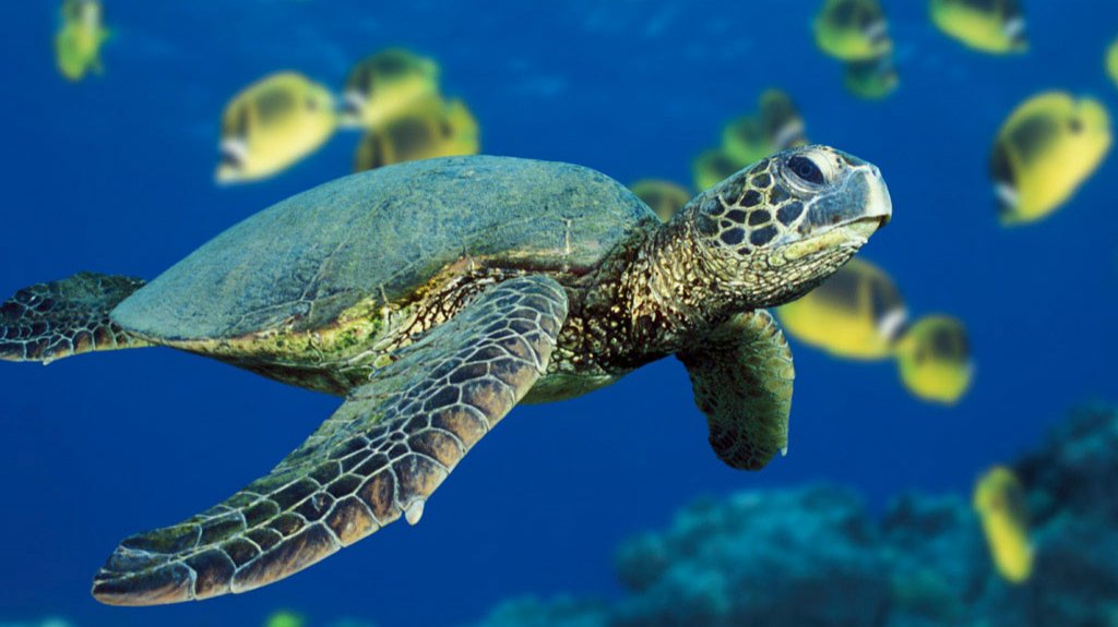  La Isla es uno de los pocos lugares del mundo donde se estudia enfermedad viral en tortugas marinas 