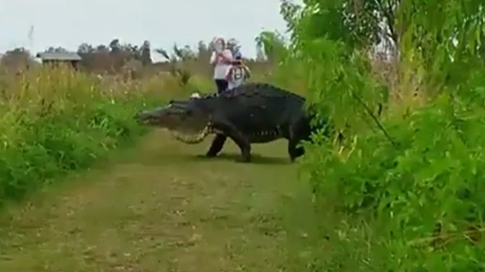 Video: Este gigantesco caimÃ¡n se hace estrella de las redes