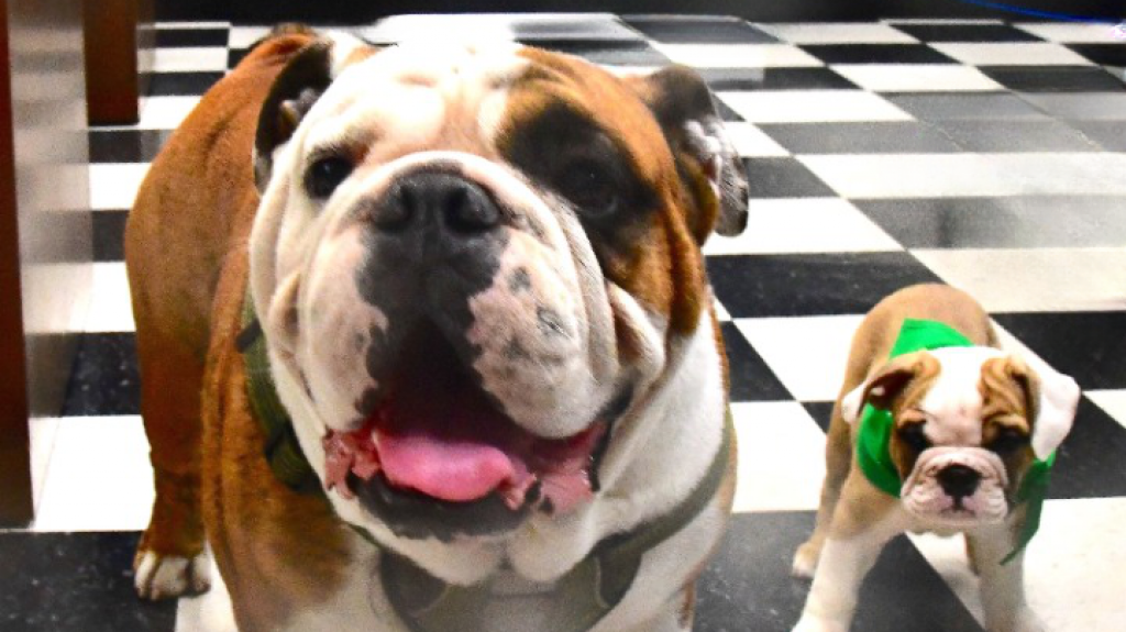  Llega nueva Jane para Tarzán al RUM 