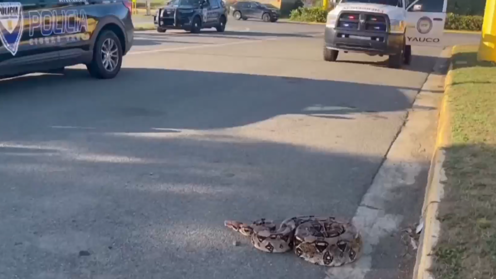  Video: Momento en que capturan enorme serpiente en carretera de Yauco 