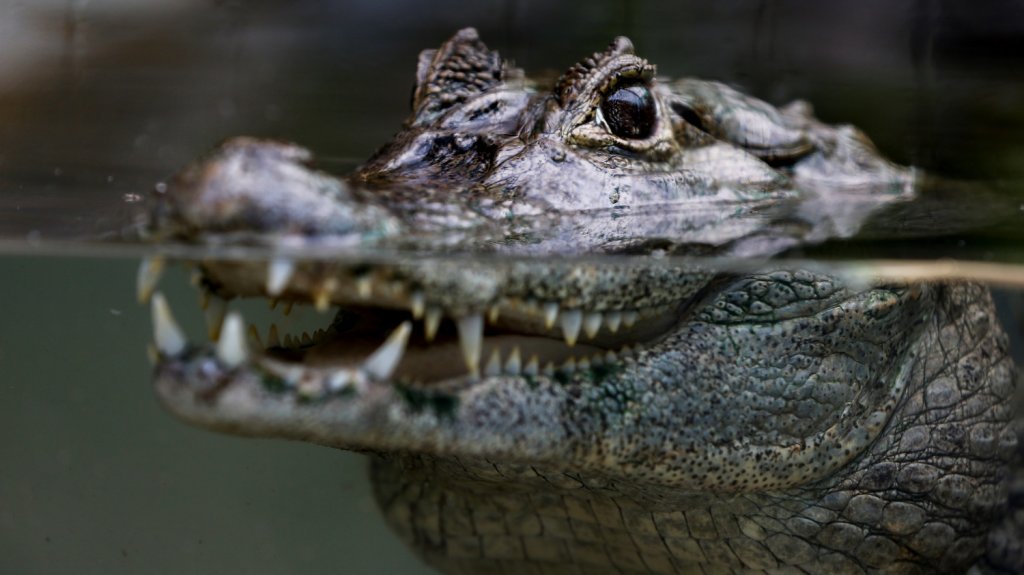  Capturan un caim&aacute;n y sus cr&iacute;as en una urbanizaci&oacute;n del norte de Puerto Rico 