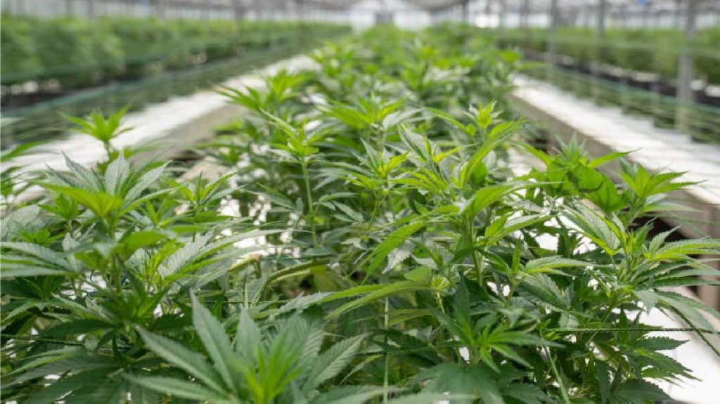  Protegido con trampas explosivas hallan cultivo de mariguana oculto en iglesia de Tennessee 