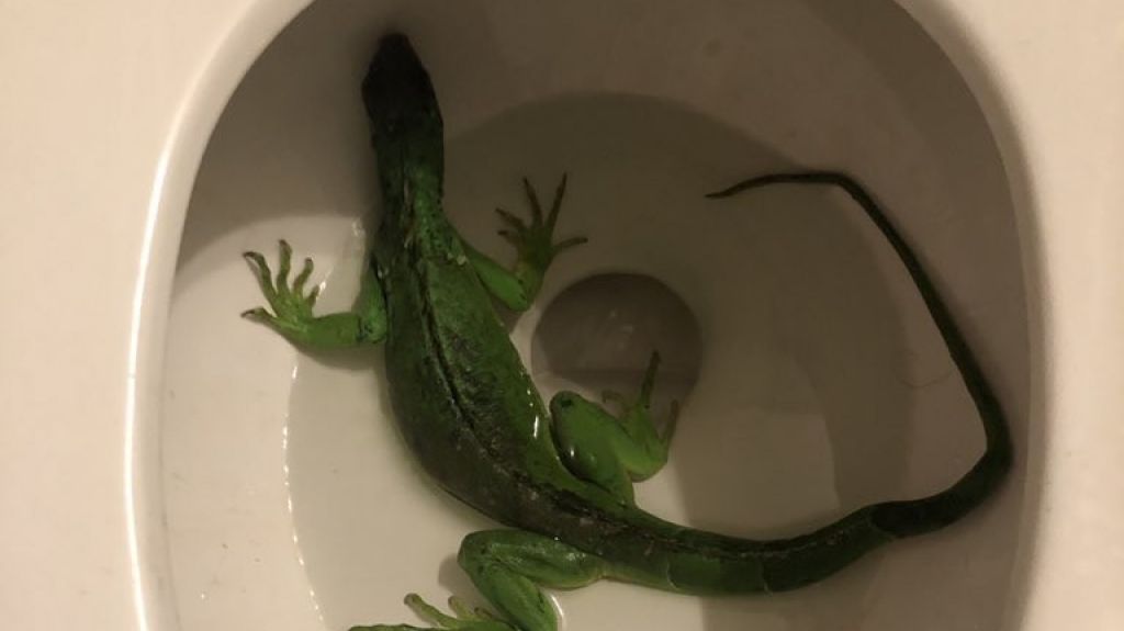  Video: Residentes en Florida se topan con una iguana dentro de su inodoro 