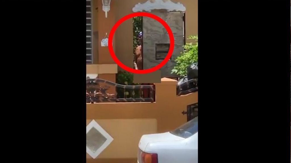  Video: Vecinos en Naguabo captan en video a un hombre que &ldquo;llama los ni&ntilde;os a su casa y se pone fresco con ellos&rdquo; 