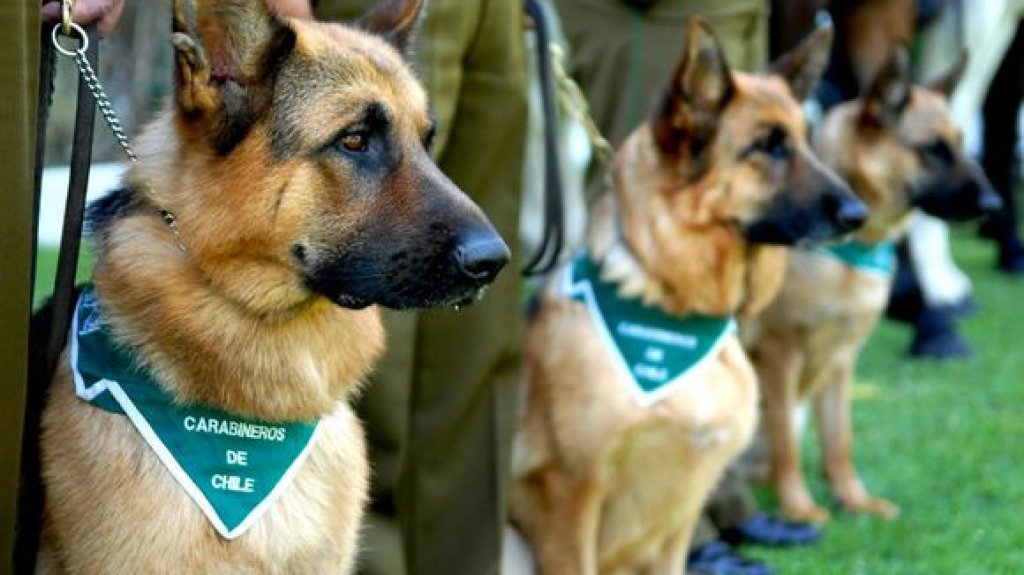  Chile adiestra perros polic&iacute;as para detectar enfermos de COVID-19 